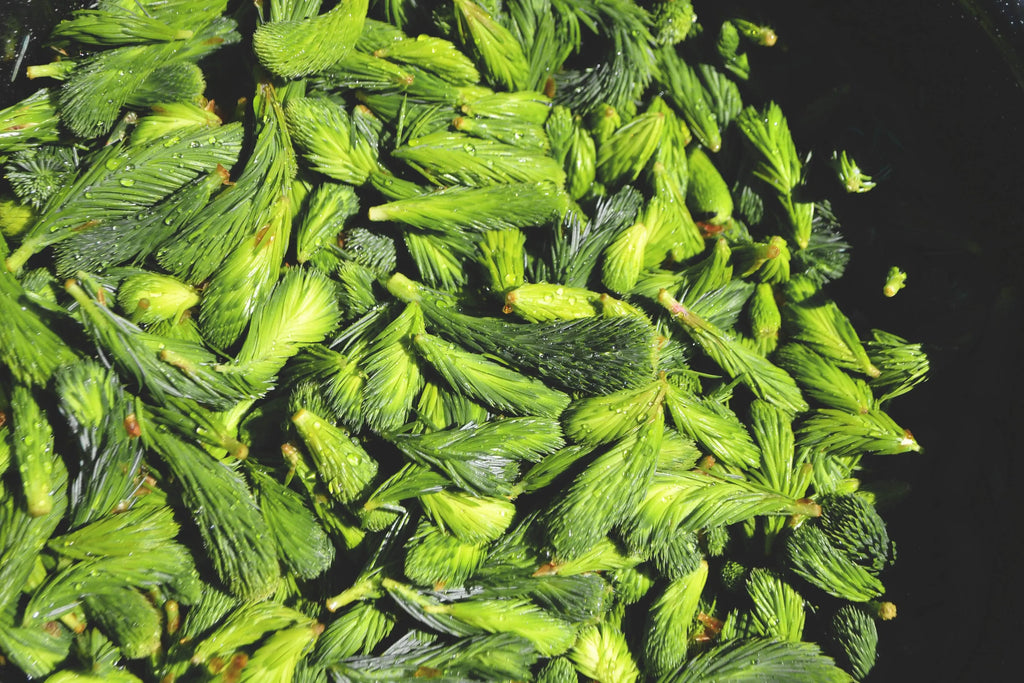 Field Notes: Harvesting Spruce Tips