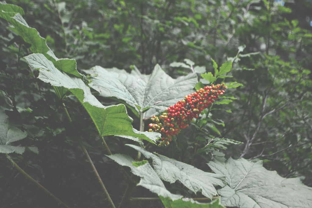 On Devil's Club, and Why We're No Longer Using it in Our Skincare