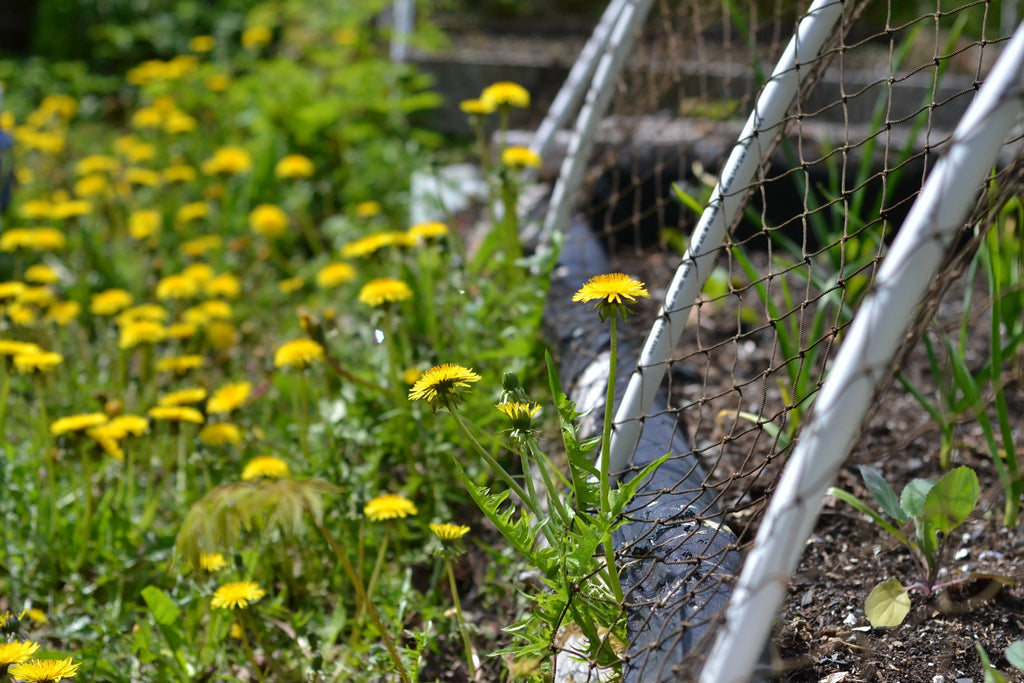 Dandelion Fields Forever