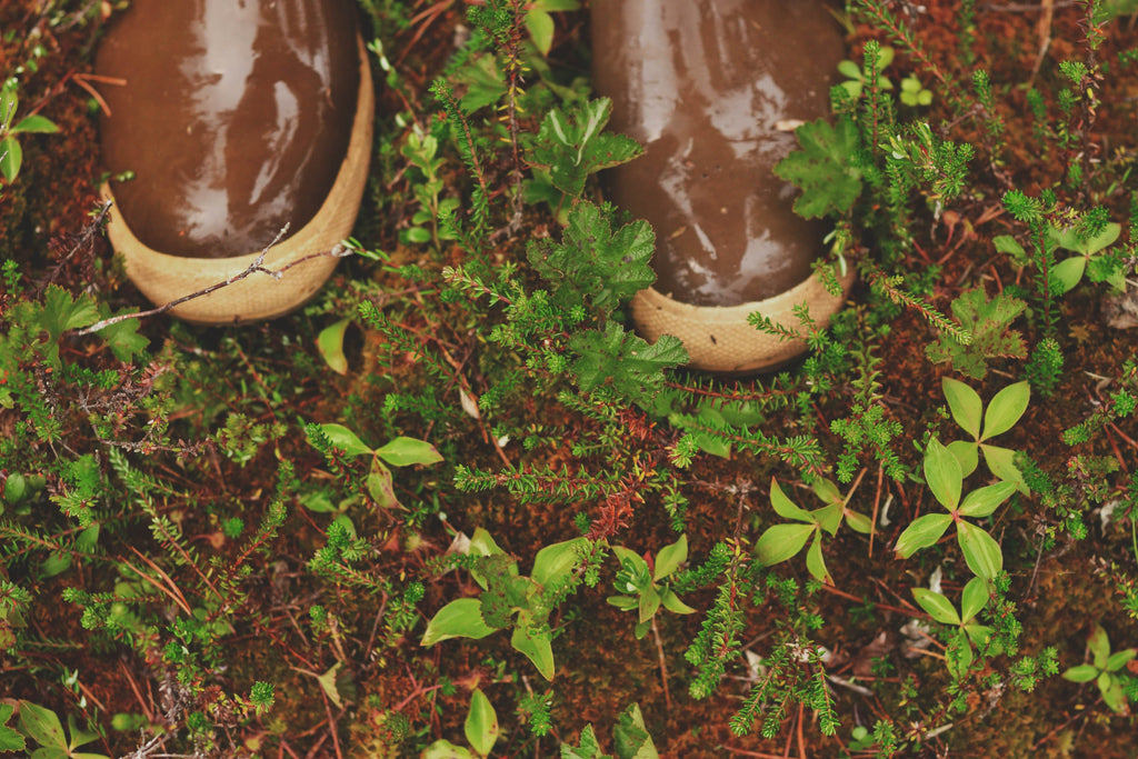 Field notes: Gathering Labrador Tea