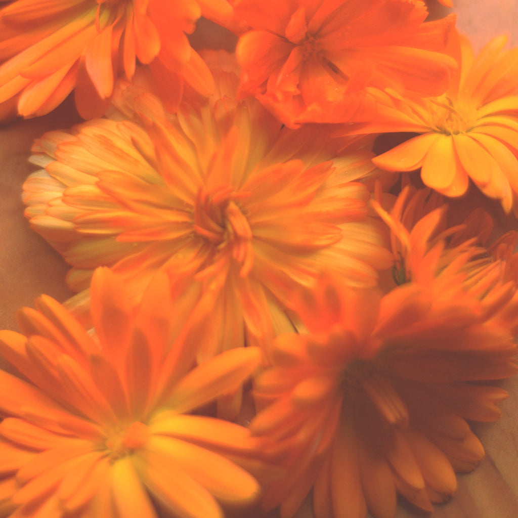 Ingredient spotlight: The Benefits of Calendula in Skincare