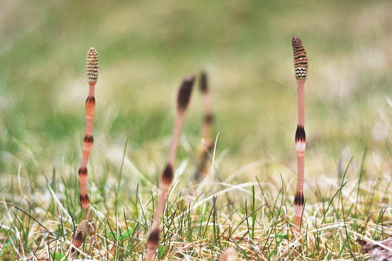 A Horsetail-as-old-as-time: Get to know Horsetail herb, Equisetum arvense