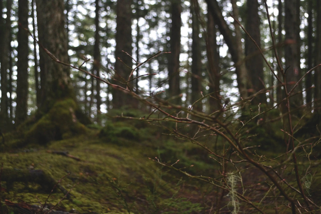 Forest Bathing to Unplug, De-stress, & Feel Good