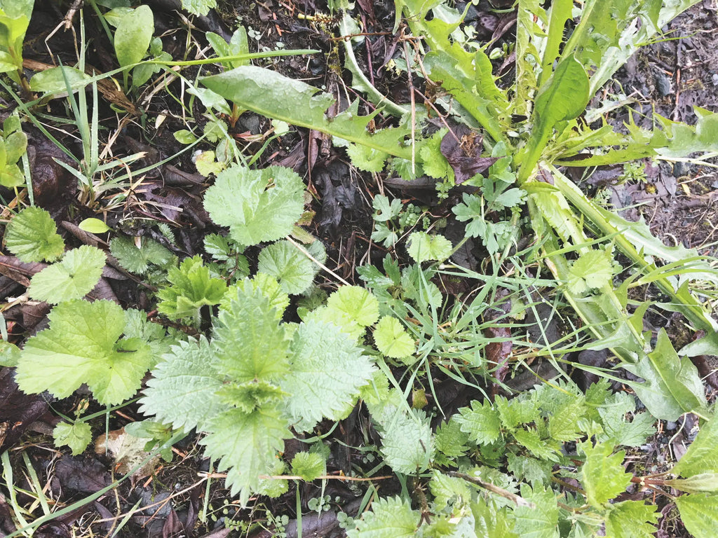 Eat Wild: A Quick Guide to Alaska's Spring Edibles