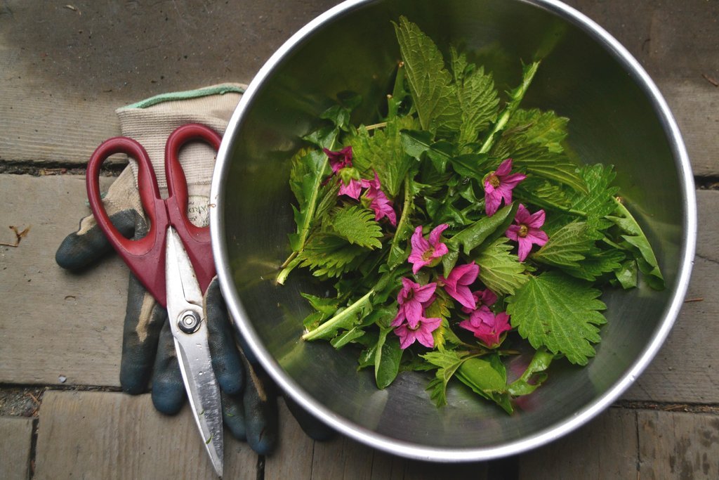Eat the Weeds: Recipe for a Wild Spring Greens Pesto