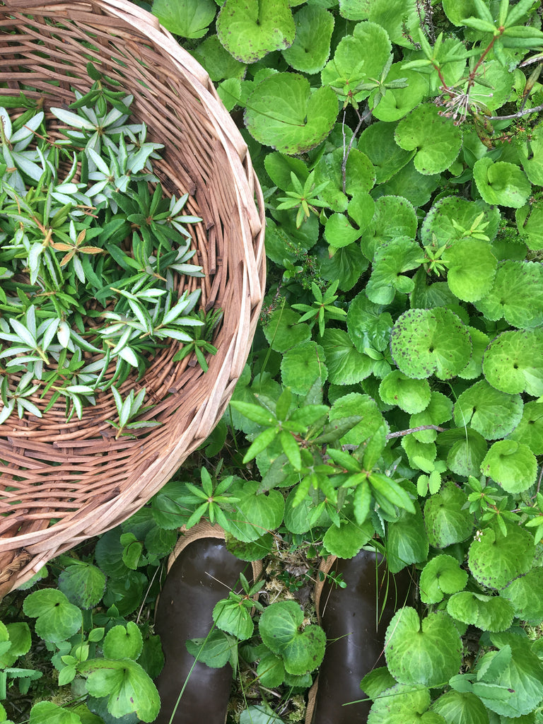Top 5 Field Guides for Foraging Wild Edible Plants in Alaska