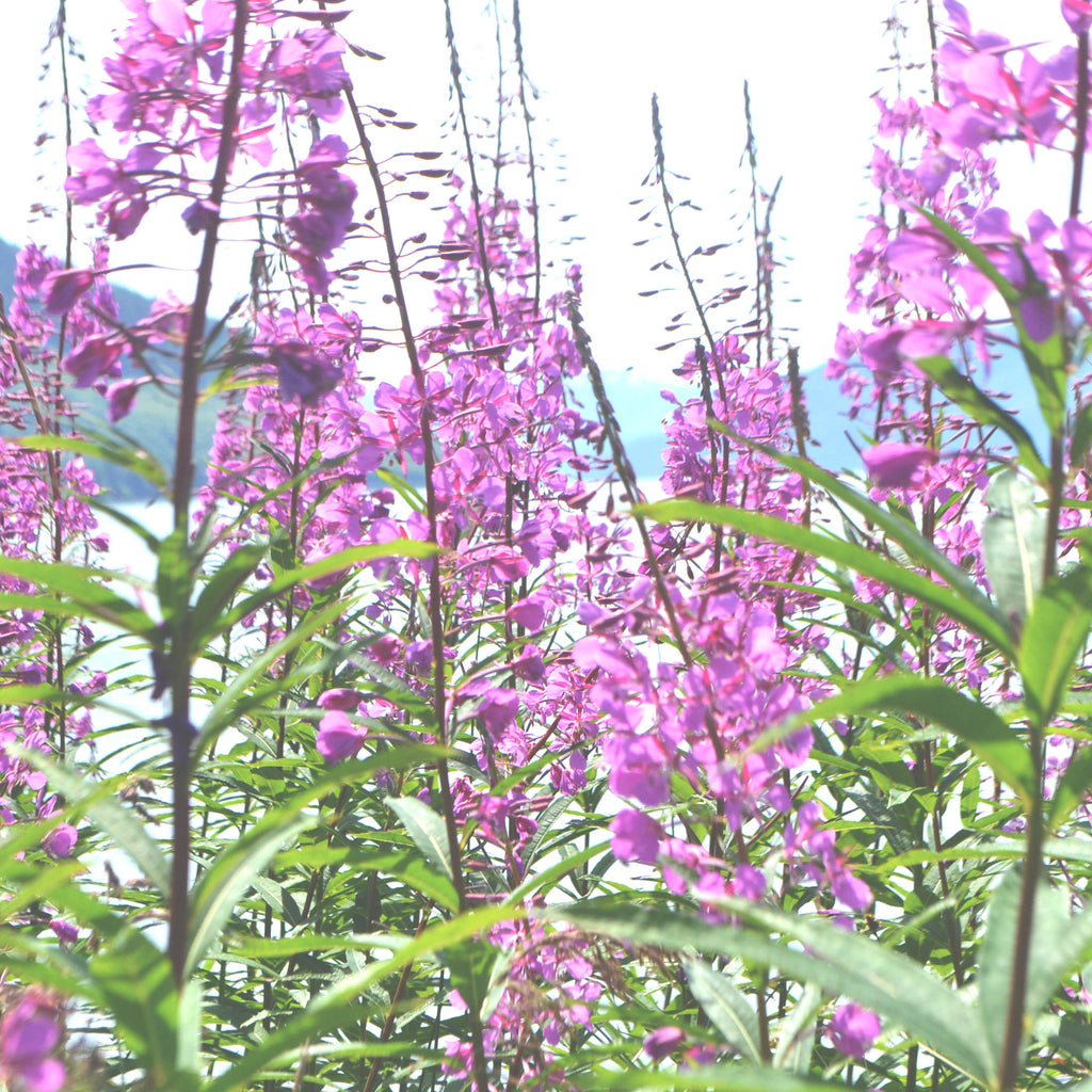 Ingredient highlight: Among the Wildflowers With Fireweed